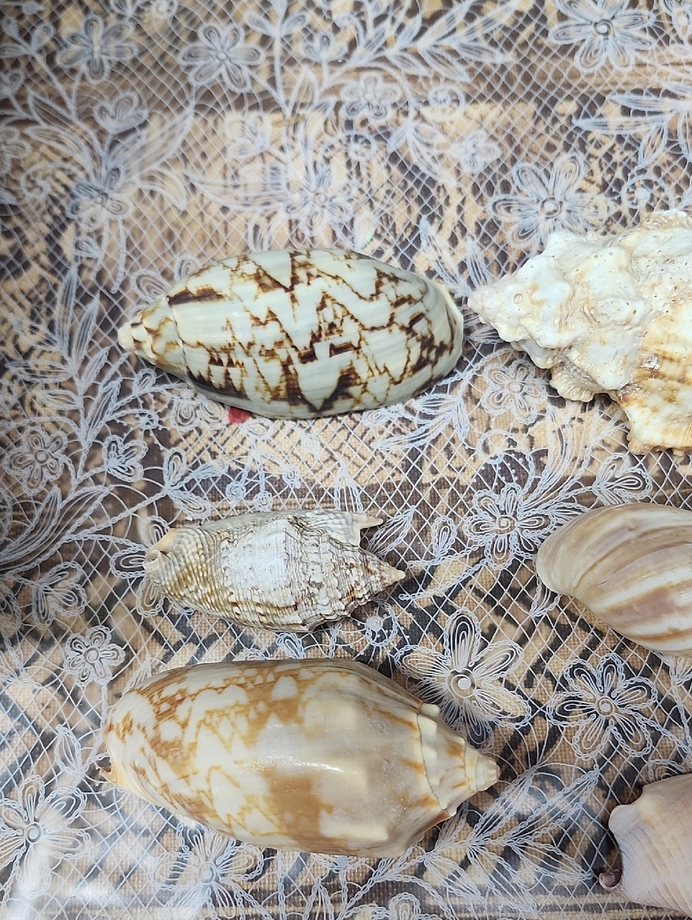 10pc Shells EUC - Picture 2 of 5